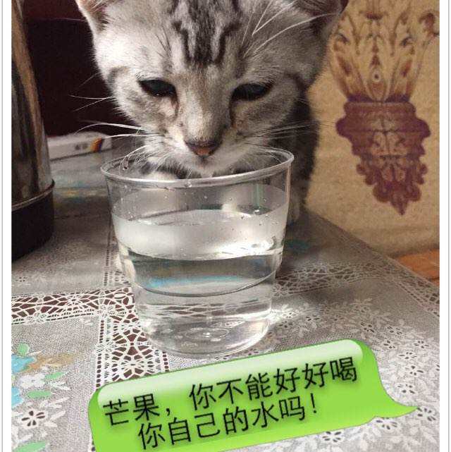 日本东北福祉大学文凭毕业证怎么制作